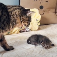 『あなたの子よ…』子猫を怖がるパパに母猫がとった驚きの行動とは……？感動的な瞬間が31万再生「愛情の深さを感じる」「素敵」と絶賛