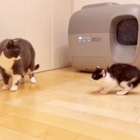 新入り猫が『先住猫の部屋』に初めて入った結果…ドキドキの展開に8万9000再生の反響「みんな愛おしい」「ちゃんと優しいですね～」の声