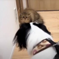 長毛猫が『犬と初めて遭遇』→ビビリまくった結果…驚異的な『トランスフォーム』に仰天！「ニャンコの本能バチバチ」「毛がボワッ〜ってｗ」の声