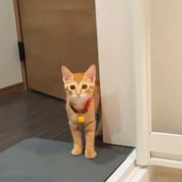 『風呂を出たら子猫が居ない…』姿が探したら→心配性すぎる子猫の『まさかの監視場所』にほっこり「優しいｗ」「待ちくたびれて寝ちゃうｗ」