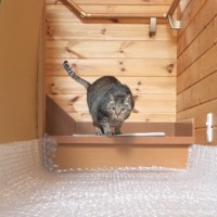 廊下にプチプチが敷いてあったら、2匹の猫は……まさかの『神業』が凄すぎると70万再生「性格の違いが分かる」「熟練の身のこなし」