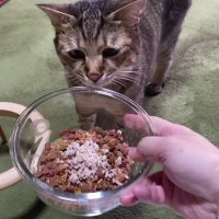 元野良猫が『はじめてのサンマ』で見せた反応が……まさかの『可愛すぎる結末！！』が3万再生「なんて可愛いの」「癒された」と絶賛