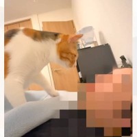 猫に『イタズラ』をしてみた結果…あまりにも可愛すぎる『仕返しを受ける光景』が44万再生「彼女みたいな仕返し」「もはや愛情表現」