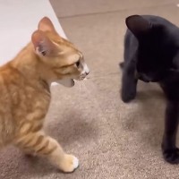 保護当初は気弱だった子猫→実は『とんでもない暴れん坊』で…子猫同士の『ラストバトル』が2万3000再生「激しいｗ」「平和…」