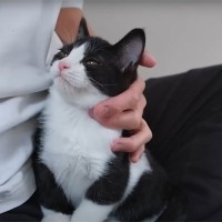 『ご飯を食べ終えた子猫』が飼い主の元へと向かうと…あまりにも『可愛すぎる行動』が64万再生「羨ましくて仕方ない」「幸せ空間」