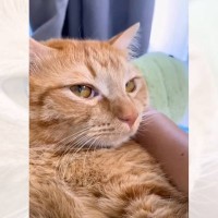 『おろして…』と訴える猫と会話していたら…飼い主の『予想外の発言』に爆笑する人続出「意味わからんすぎてｗ」「ずるいｗｗ」と101万再生