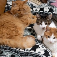 猫の体型は6つのタイプに分類できる！猫の『ボディタイプ』それぞれの特徴