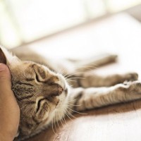 愛猫の『死期が近づいている』ときにやるべき5つのこと　愛猫のためにできる最期のご奉仕