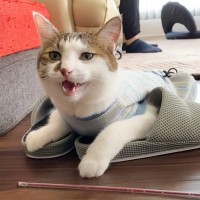 パパのスリッパを乗っ取ってご満悦な猫→まさかの『お喋り』に「喋ってるようにしか聞こえないｗ」「完全に習得してる」と17万再生の反響
