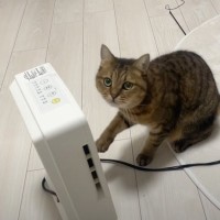 猫に『ヒーター消えてるのがバレた』結果…思わず吹き出す『衝撃のリアクション』が24万再生「チラ見に笑う」「フェイントｗ」