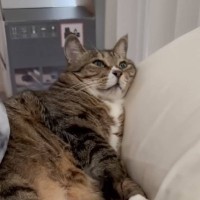 おじさんみたいに爆音でイビキをかいて寝ている猫→まさかの『顔』が衝撃的すぎると22万再生「ヤバいｗ」「めっちゃ笑ったあとに心配した」