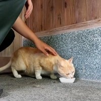 『3年間外で頑張ってきた野良猫』が保護された結果…想像もできなかった『現在の姿』に「涙があふれた」「感動で泣いた」と3万4000再生