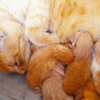 出産後の母猫→休憩中に『子猫の鳴き声』を聞いて…とんでもなく『慈愛に満ちた光景』に感動「素敵なお母さん」「ママ頑張ってる」と25万再生