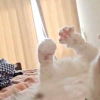 天井に向かって『エアふみふみ』をする猫が可愛すぎると話題に…「永遠に見てられる」「めちゃくちゃいいアングル」と147万表示の大反響