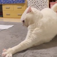 おもちゃの紐を掴もうとして空振り連発の猫→カッコよすぎる『最後』に爆笑してしまうと313万表示「めっちゃ笑ったｗｗ」「可愛すぎｗ」