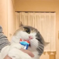 猫がおやつに夢中になりすぎてしまった結果…とんでもなく『セクシーな体勢』に爆笑する人続出「なんでｗ」「大サービス」と57万表示