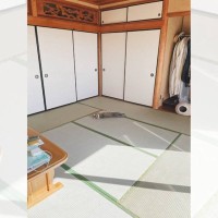 猫が和室でお昼寝していると……人間みたいに『寝っ転がる姿』が癒やされると380万表示の大反響「人ｗ」「たまんないやつ」