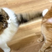 猫2匹の『ナイトルーティン』を紹介してみたら…あまりにも『漫才すぎるやり取り』に爆笑の声「面白いｗ」「ボケとツッコミｗ」と4万再生