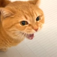 お風呂嫌いな猫を9ヶ月ぶりに洗った結果…まさかの『ぴえーんと泣き叫ぶ様子』が220万再生「ピエーンって鳴いてて草」「絶望的な声量のなさ」