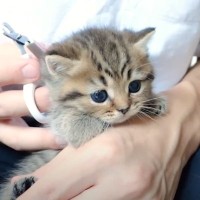 初めての爪切りに挑戦したら、3匹の赤ちゃん猫が……とんでもなく尊い『天使すぎる反応』が30万再生「キモい笑い声でた」「本当に可愛い」