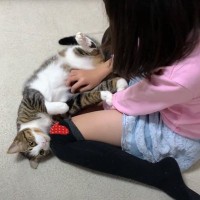 娘のことがずっと大好きな猫→小さい頃から『追いかけている姿』に感動の嵐「ずっとっていうのが良いよね」「仲良しで素敵」と199万再生