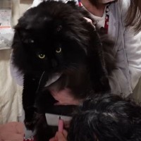 シャンプーをしにやって来た大型猫→規格外すぎる『とんでもないデカさ』に"仰天"185万再生「黒豹のようでカッコいい」「すんごい迫力」
