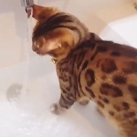 『貫禄たっぷりのパパ猫』の子供時代を見返したら…まさかの『ワイルドすぎる趣味』が21万再生の大反響「平気なの！？」「うまうま〜ｗ」