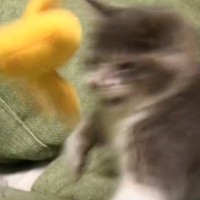 元気すぎる子猫に『動くおもちゃ』と対面させてみた結果…死闘を繰り広げる姿に思わず笑うと16万再生「なんともいえなくて爆笑」「動きｗ」