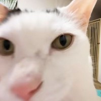 30分前から『ごはん待機している猫』時間になったら…あまりに『豪快すぎる頭突き』が2.2万再生の大反響「凄い勢いｗ」「じわじわくるｗ」