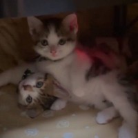 体重測定を終えた子猫たち…わらわらと『コタツに戻っていく様子』が可愛すぎると7万再生「何度みても悶絶」「みんな小さくて可愛い」