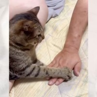 パパが猫を『手遊び』に誘ってみた結果…まさかの『可愛すぎるバトル』が24万再生の反響「餅つきみたい」「なんと可愛い遊び」