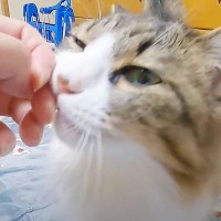 『寂しさが止まらない猫』→寝る前に甘えてきて…まさかの可愛すぎる『仕上げ作業』に悶絶！「最高の癒やし」「何してもかわいい…」の声