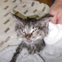 ごみ捨て場でうずくまっていた『ボロボロの子猫』を保護したら…懸命に生きる姿に涙が止まらないと52万再生「感激した」「本当にありがとう」