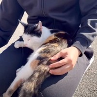 『高校生が命を繋いだ捨て猫』と出会った夫婦…『不思議な縁』を感じる話が感動的すぎると21万3000再生「優しさに涙がでた」「運命だね」
