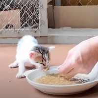 初めて離乳食を食べた『腹ペコな赤ちゃん猫』→次の瞬間……思わず吹き出す『驚きの行動』が4万再生「美味しいのかなｗ」「食べれないよｗ」