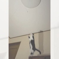 猫が電気の紐の影をめがけて飛んだら…まさかの『予想外すぎるジャンプ力』に爆笑「声出して笑った」「吹いたｗｗｗ」と49万再生の反響