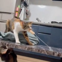 おもちゃを破壊してしまった猫→まさかの『人間すぎるリアクション』が394万再生「自分で取ったのにｗ」「二度見どころかｗ」と爆笑