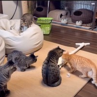 先住猫たちが『新入りの猫』に見せた反応とは……？心温まる『平和な光景』が14万再生「優しい気持ちに」「愛が詰まってる」と感動の声