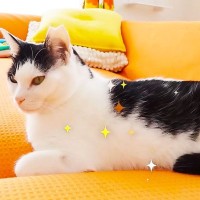 王子様のような『美形イケメン猫』、だと思ったら…爆笑の『お茶目すぎる素顔』が5.8万再生「何回見てもウケるｗ」「目がｗｗ」