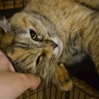 『交通事故で突然亡くなった飼い主』3匹の猫が迎えた結末は…切ない出来事に涙があふれでると106万再生「只々泣いた」「本当にありがとう」