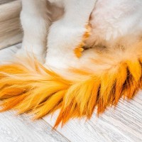 猫の『スタッドテイル』とは？しっぽがベタベタしたら疑うべき病気の症状や原因、治療法など