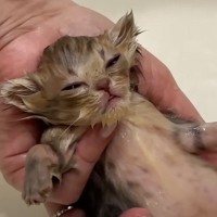 生後18日の赤ちゃん猫をプロが優しく洗ったら…思わずニヤける『まさかの瞬間』が90万再生「可愛すぎて泣ける」「悶絶しちゃった」の声