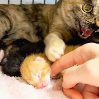 『生後5日目の子猫』を撫でたら『母猫が激怒』→理由を聞いたら…予想外の可愛すぎる結末が3万2000再生「尊い光景…」「甘えたいよね」の声