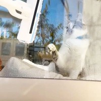 『窓掃除』していたら、猫が…爆笑の『終わらない大掃除』が3万6000再生「笑いが止まらないｗ」「可愛い過ぎｗｗ」の声