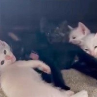 並んでお昼寝する子猫たち→1匹が『あくび』をしたら…まさかの『連鎖』が！？「まるでドミノ倒し」「すごーい！可愛すぎる」と絶賛