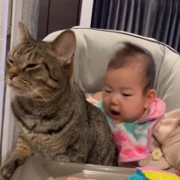 赤ちゃんの『まさかの行動』に猫が……あまりにも優しい対応にほっこりすると3万6000再生「電車の中だけど思わず笑った」「可愛いなあ」の声