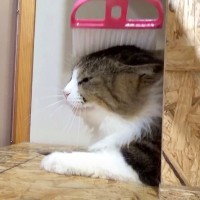 元ボス猫を『ミニほうき』で撫でてみると……まさかの光景が可愛すぎると29万7000再生「鼻血出そうに」「破壊力半端ない」と悶絶の声
