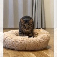 飼い主を『ガン見』しながらクッションをふみふみする猫が…まさかの光景がシュールすぎると200万表示「何なのｗ」「ジワるｗｗ」と話題に