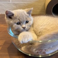 ボウルに入る小さな子猫→40日後に同じ場面を撮影してみたら…驚きの『ビフォーアフター』が53万表示「顔つきも変わった」「すごい成長」