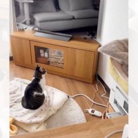 『真っ暗なテレビの画面を見つめている猫』かと思いきや…まさかの視線の先に1万3000いいね「めっちゃ笑ったｗ」「美容師のやり口ｗ」